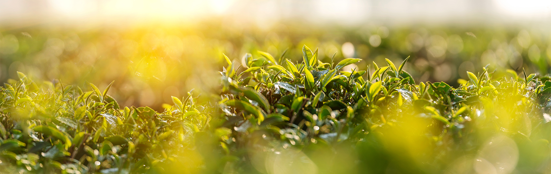 contact お問い合わせ